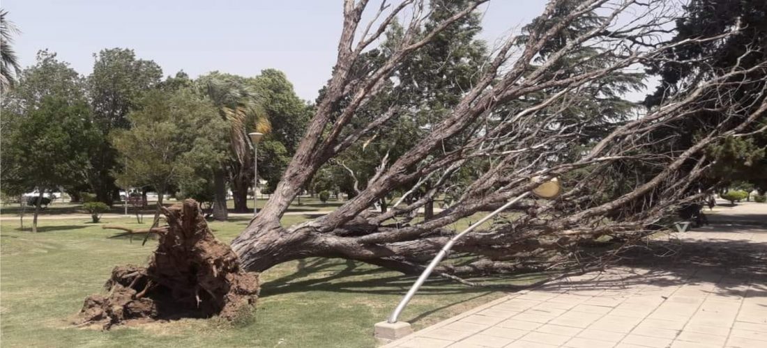 Cayó un árbol en la plaza de Jovita producto de las ráfagas que afectaron la región