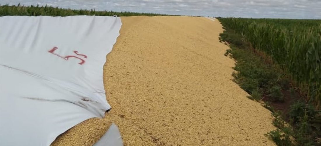 Denuncian rotura de cuatro silobolsas en un campo ubicado entre Jovita y Levalle