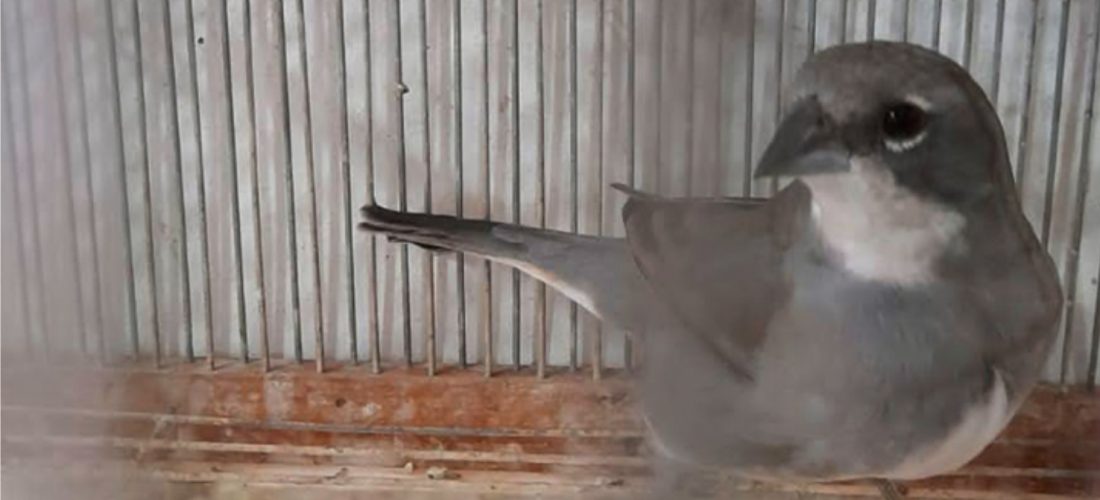 Policía Ambiental secuestró 72 aves silvestres que estaban en cautiverio