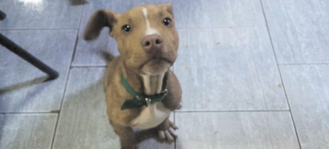 En Buchardo, la policía recuperó un pitbull robado a una vecina