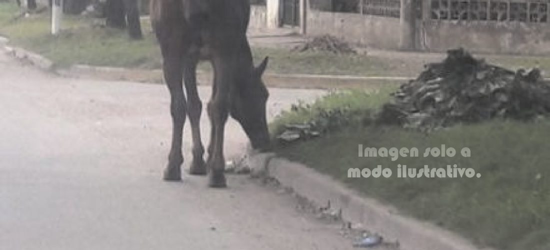 Insólito: equino se cruzó de vereda y motociclista se enganchó la soga