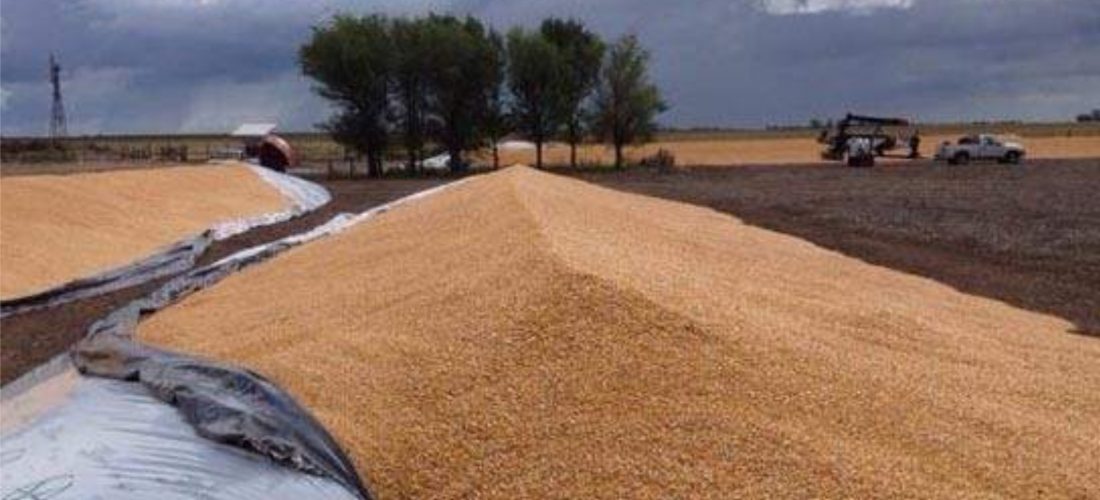 Denuncian el robo de 90.000 kilos de soja en un campo de N. Bruzone
