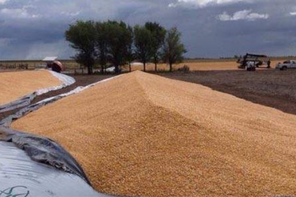 Denuncian el robo de 90.000 kilos de soja en un campo de N. Bruzone
