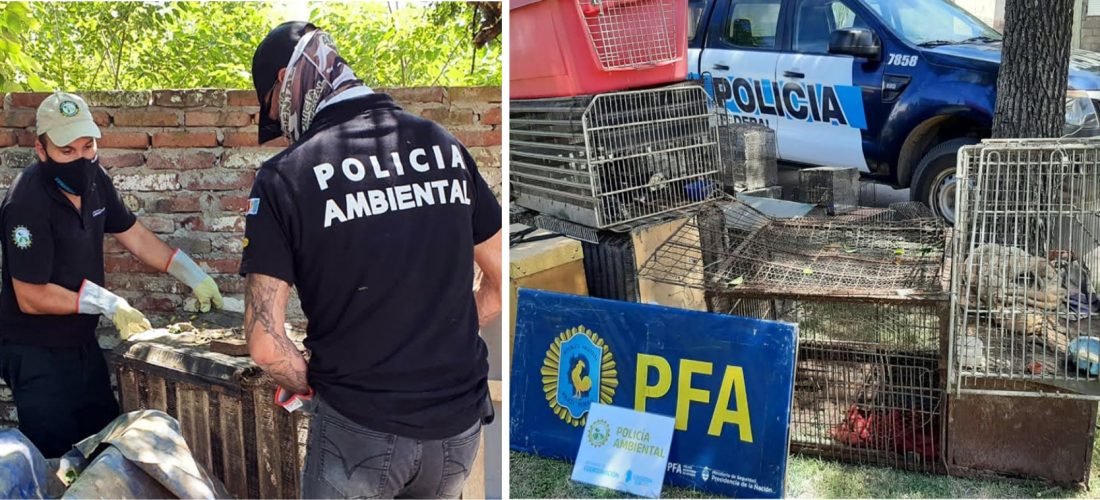 Policía Ambiental rescató 57 animales silvestres en La Carlota