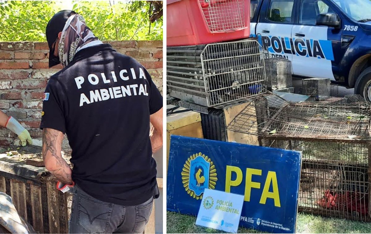 Policía Ambiental rescató 57 animales silvestres en La Carlota