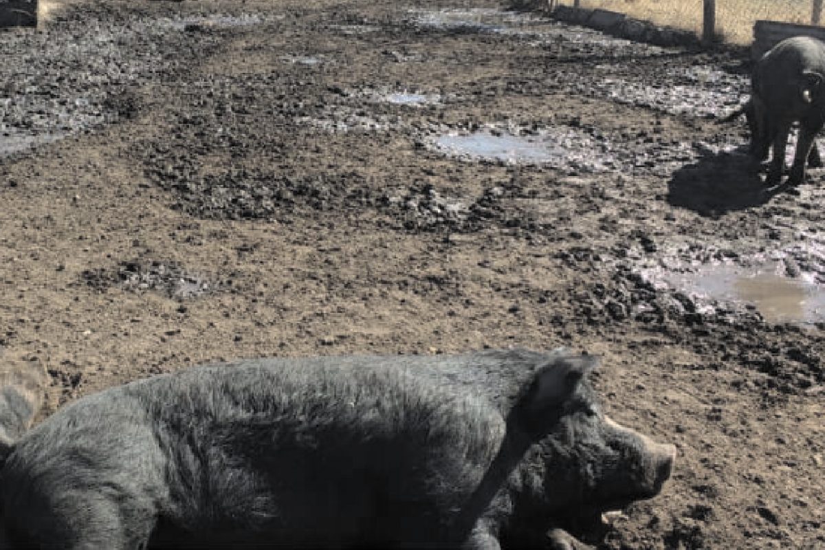 Canals: aplican multa de $ 100.000 por infracción a la Ley de Carnes