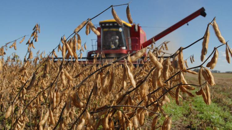 Por la sequía, estiman pérdida de más de 660.000 hectáreas de cultivos de granos