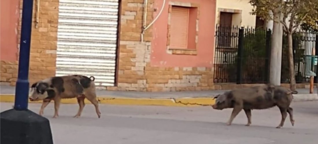 Insólito: porcinos sorprendieron a vecinos en calle céntrica de Del Campillo
