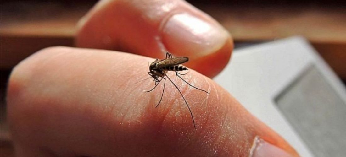 Dengue: tras dos semanas sin casos, cierran el periodo de brote en la provincia