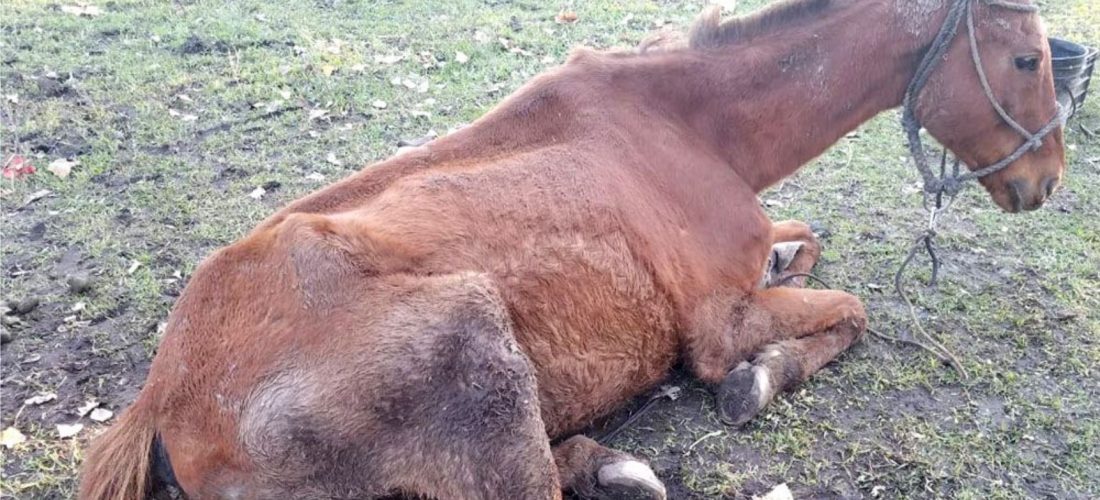 Laboulaye: equinos agonizando, unos sin agua y otros muertos; aplican Ley Sarmiento