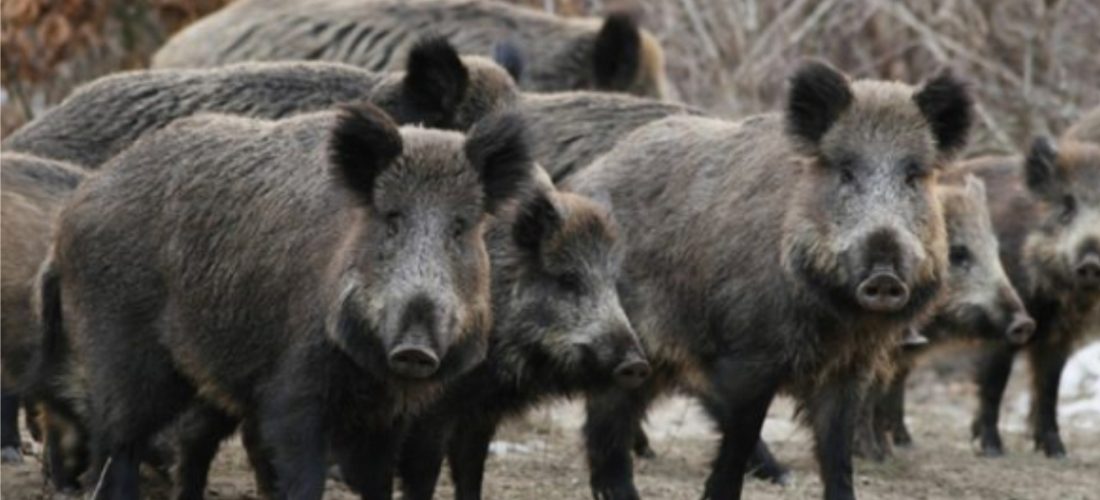 El jabalí es considerado plaga en Córdoba y preocupa su alta tasa reproductiva