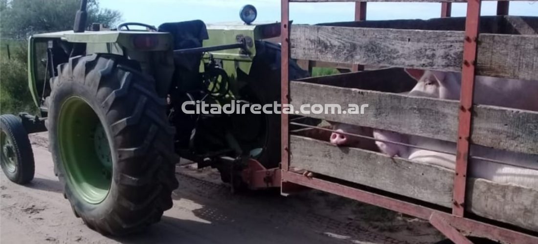 Gral. Levalle: secuestran siete porcinos que eran trasladados sin documentación