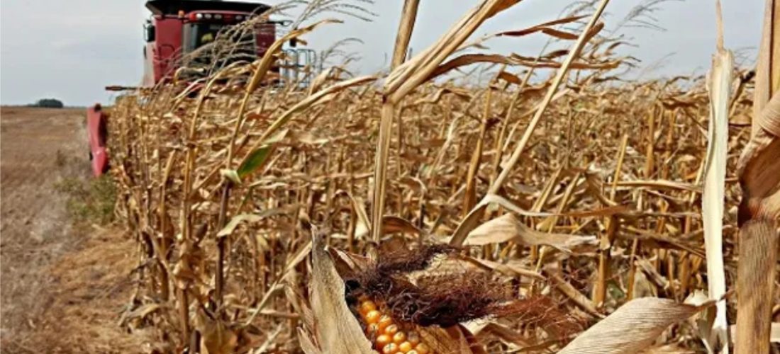 Estiman que cosecha de maíz en la provincia llegaría a 19 millones de toneladas