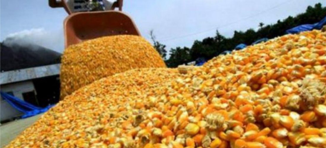 Granos ilegales: AFIP incautó en Córdoba maíz valuado en $7,5 millones