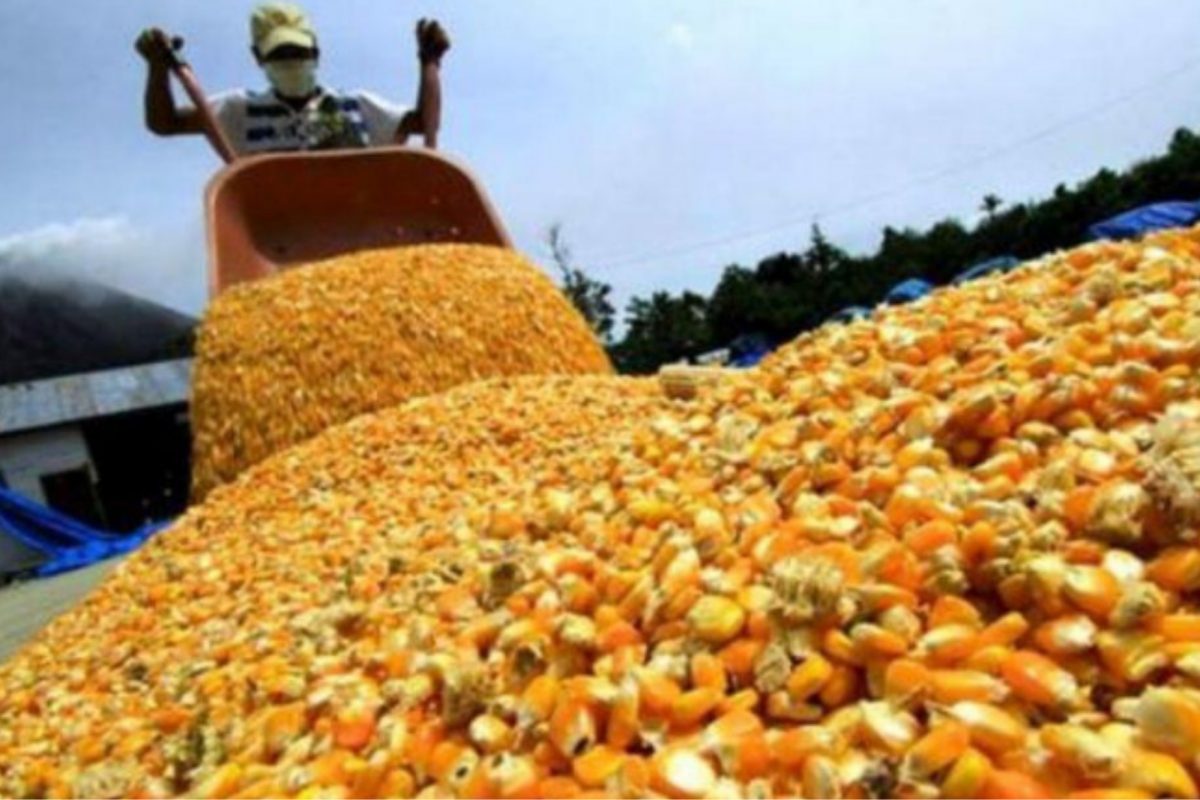 Granos ilegales: AFIP incautó en Córdoba maíz valuado en $7,5 millones