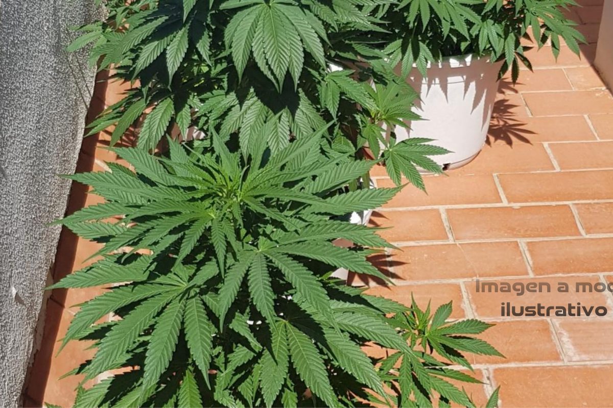 Laboulaye: allanan casa por hecho de robo y encuentran 11 plantas de marihuana