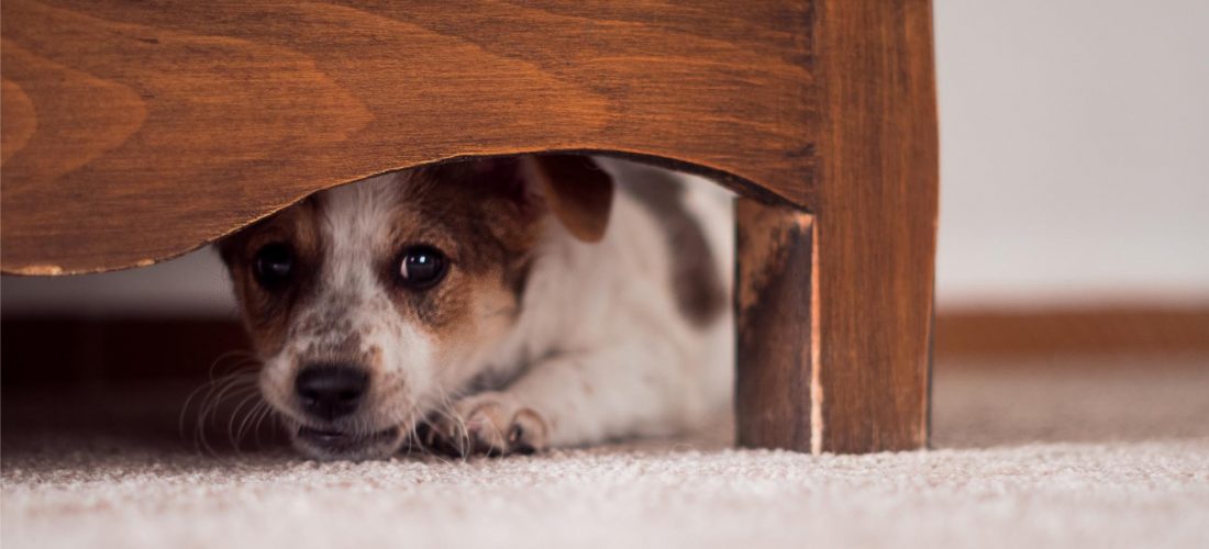 Taquicardia, temblores y terror: cuidemos a nuestras mascotas de la pirotecnia