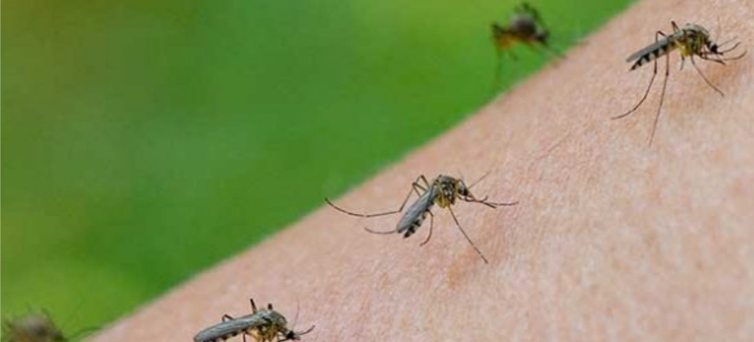 Fumigan contra mosquitos en Del Campillo, Serrano y General Levalle
