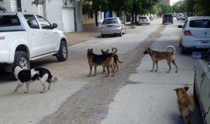 perros calle