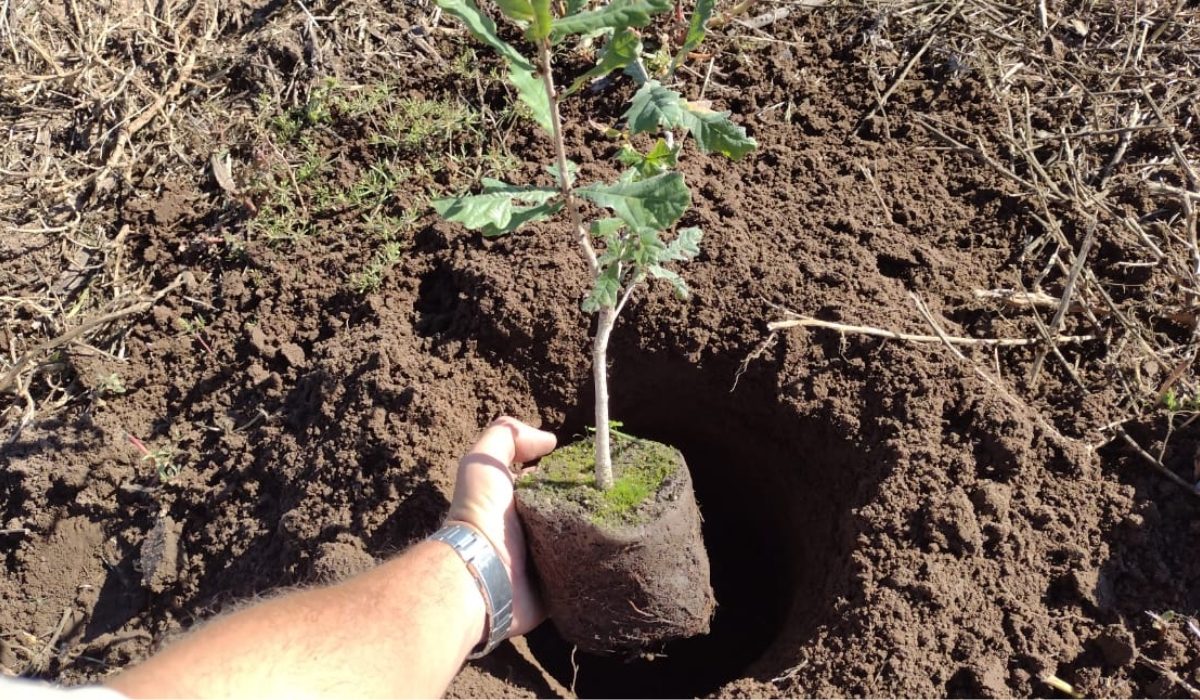 Plan Provincial Forestal: desarrollan lote demostrativo de roble en el sur de Córdoba