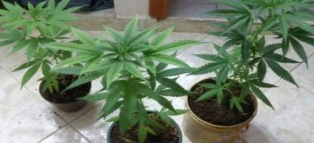 Laboulaye: allanan en busca de un televisor y encuentran plantines de marihuana
