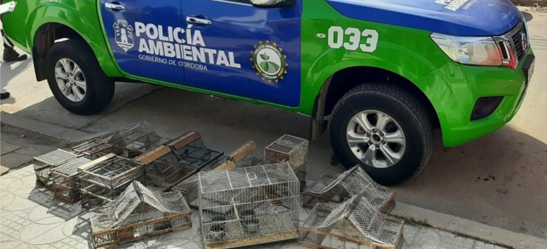 Policía Ambiental rescató más de 40 aves silvestres en cautiverio