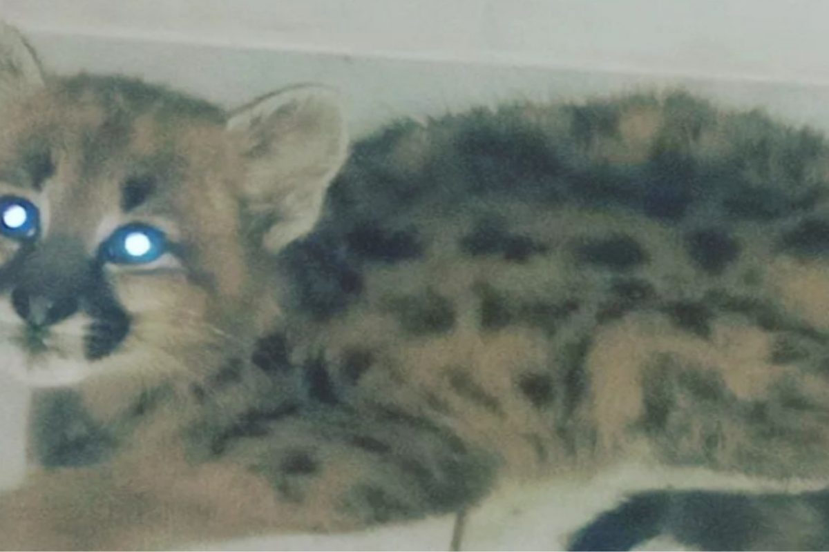 Hombre encontró un cachorro de puma y lo entregó en la Comisaría local