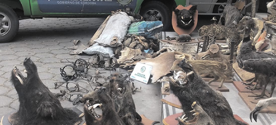 Policía Ambiental secuestró fauna en cautiverio y subproductos de caza