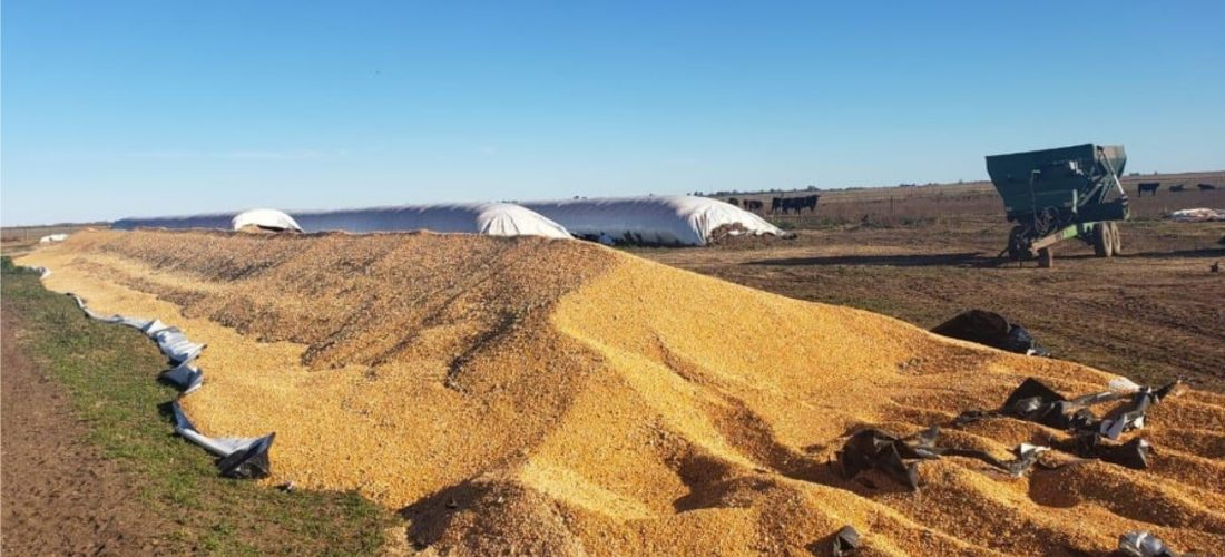 Otra vez, rotura de silo bolsa en la región: ahora fue en un campo cerca de Italó