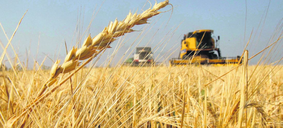Cosecha de trigo en Córdoba: números finales de la campaña 2018/2019