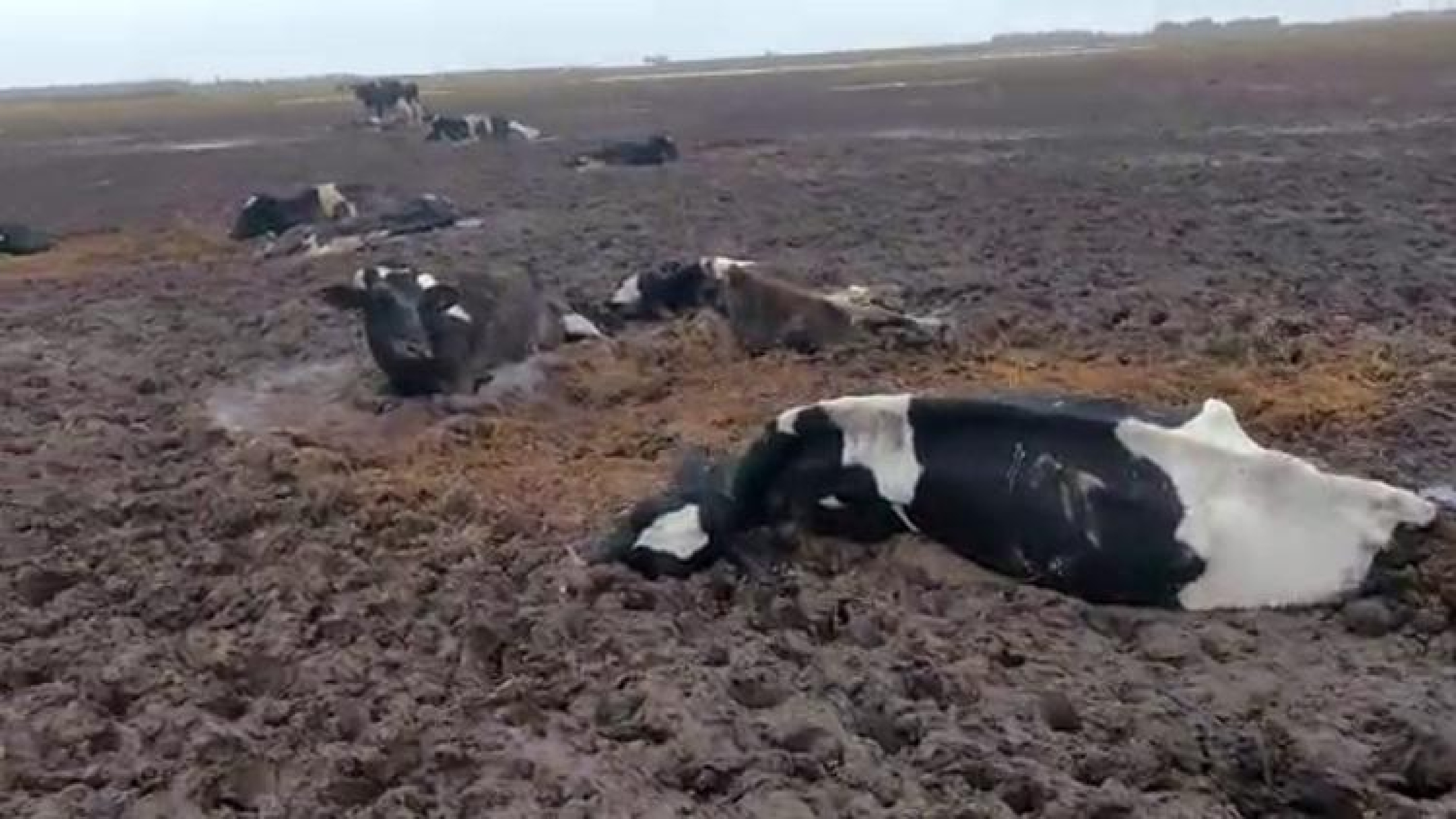 Tristeza Y Desolación: Vacas Mueren En El Barro Cerca De Buchardo ...