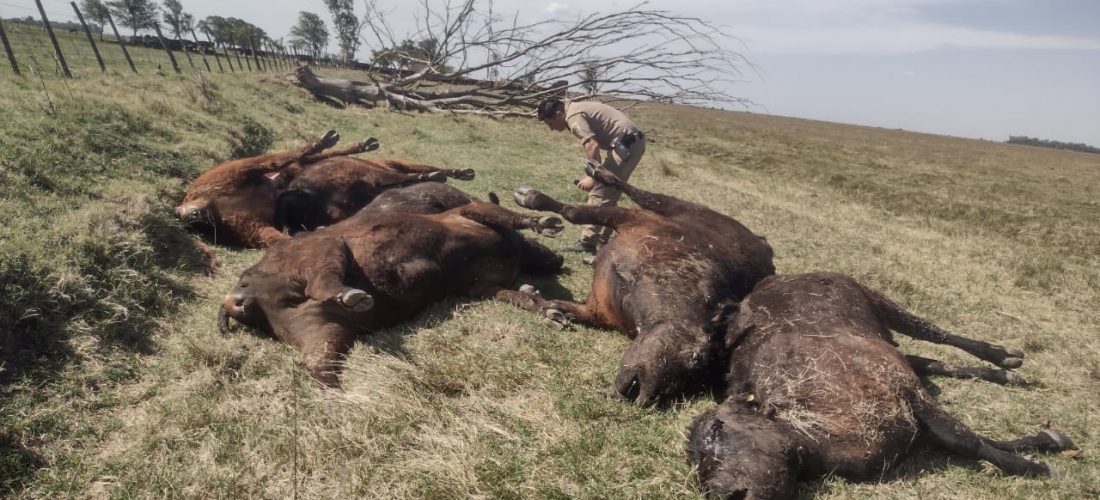 Tras denuncia hallan 46 vacunos muertos e investigan posible maltrato animal