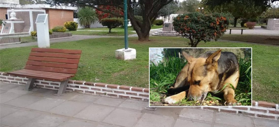 La municipalidad de Villa Rossi realiza un relevamiento de la población canina