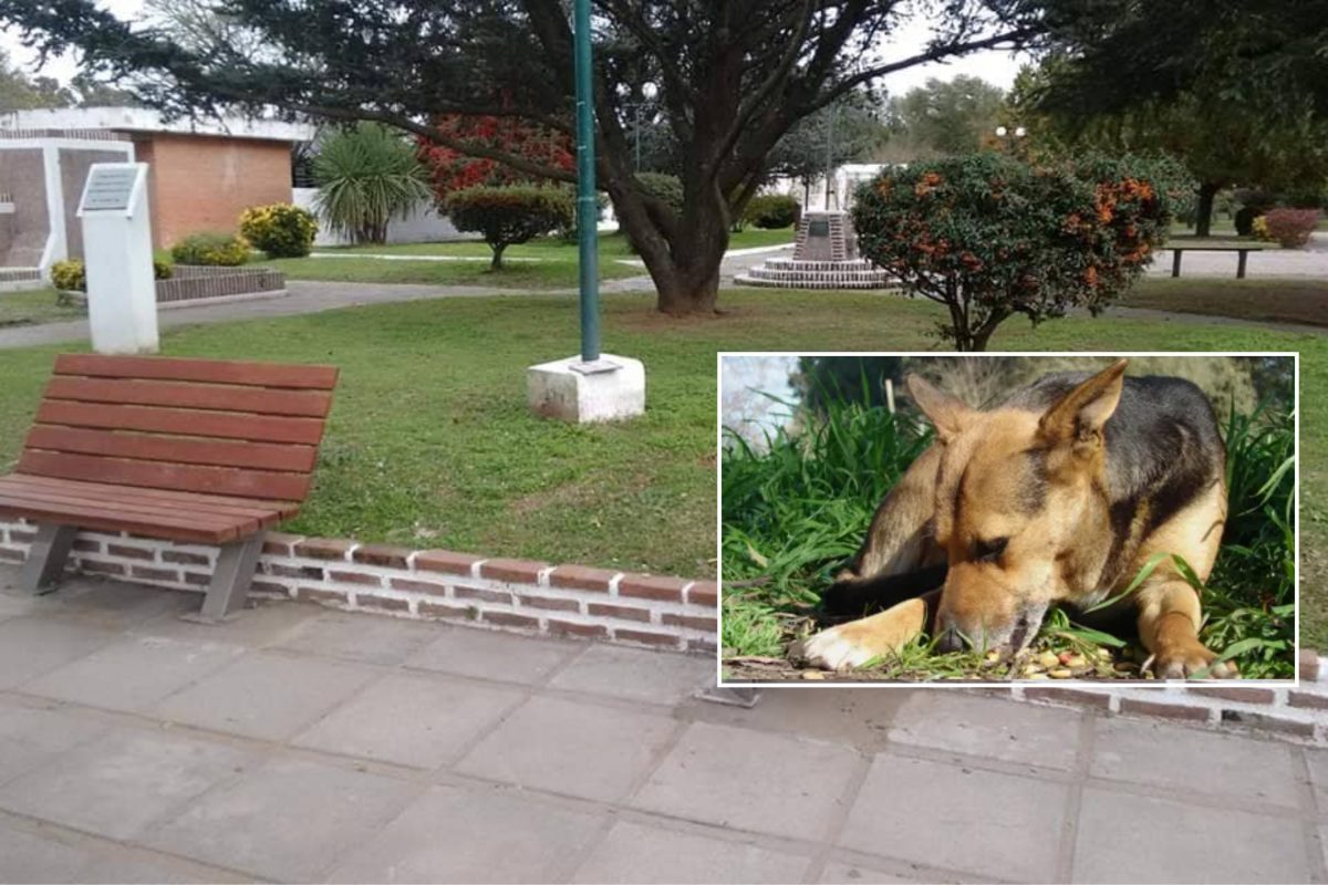 La municipalidad de Villa Rossi realiza un relevamiento de la población canina